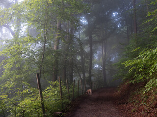 A walk with the dog along a foggy forest track - 579487925