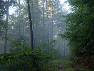 Early morning and sun in a foggy forest along a track - 579488140