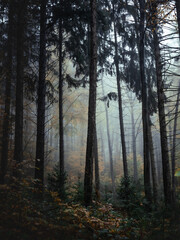 Light and dark in a foggy forest - 579488344