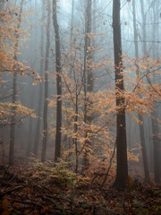 A young tree in its autumn dress in a foggy forest - 579488390