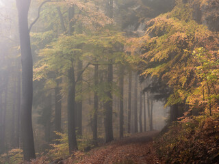 Tree lane in a foggy autumn forest - 579488517