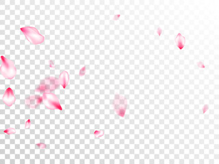 Spring blossom isolated petals flying