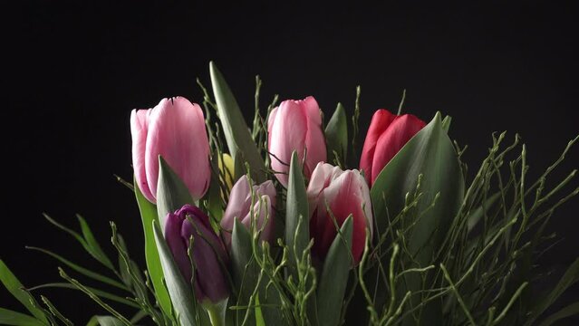 Multi-colored tulips with greenery slowly rotate on a black background. High quality 4k footage