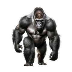 gorilla isolated on white background