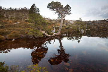 Wombat pool in Cradle mountain Tasmania. Pencil Pine reflected in the lake.