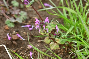 The henbit flowers. Lamiaceae biennial weed. Grows on roadsides and along the banks of fields, and blooms purple lip-shaped flowers from February to May.