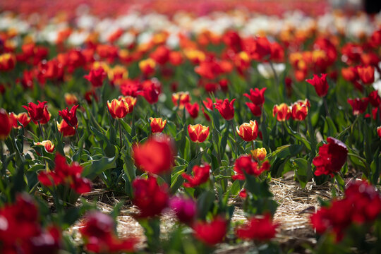 tulipani