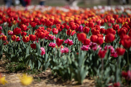 tulipani