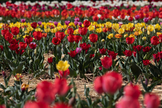tulipani