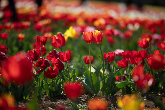 tulipani