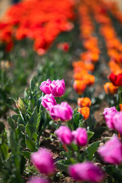 tulipani