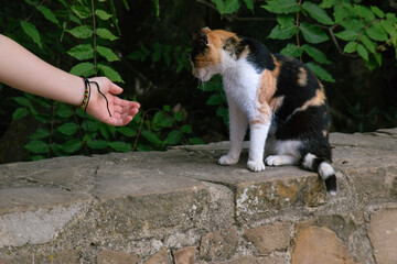 Cat looking a hand trying to pet. Tricolor cat, orange, black and white. Carico cat