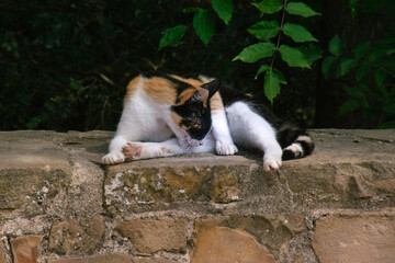 Cat going to clean itself. Tricolor cat, orange, black and white. Carico cat