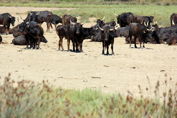 troupeau de toros de Camargue