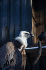 Eurasian griffon vulture portrait, Gyps fulvus