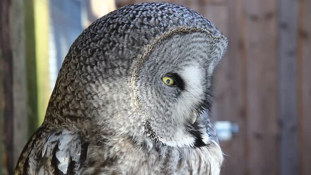 Great grey owl looking around