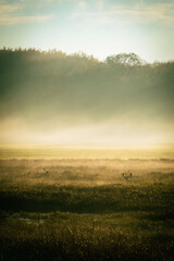 Deer on a foggy morning