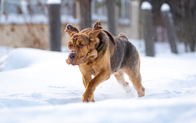 Brown Bloodhound running in the snow