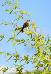 Sparrow bird perched on bamboo branch with long green leaves blowing in wind. Bird looking forward to right. Summer garden with blue sky background. Dublin, Ireland