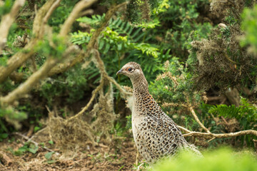 pheasant in the grass