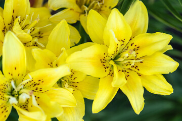 Obraz premium Bright yellow lily flowers on a natural background. Selective focus