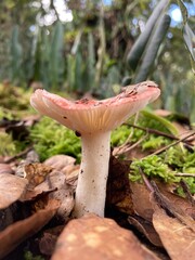 mushrooms in the dew