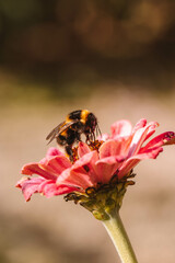 bee on flower