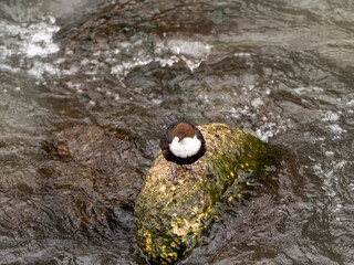 Naklejka na ściany i meble Precioso mirlo acuático posado en una piedra del rio