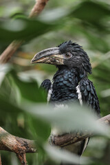 Gray hornbill