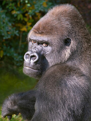 portrait western lowland gorilla sitting on the green grass