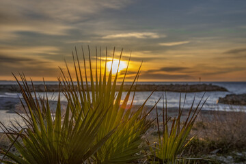 Feuilles de palmier dans la lueur dorée d'un coucher de soleil en bord de mer