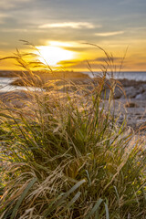 Hautes herbes dans la lueur d'un coucher de soleil doré en bord de mer