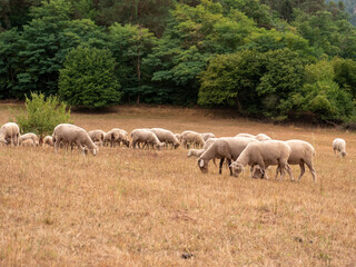 A flock of sheep grazes on the meadow in front of the forest