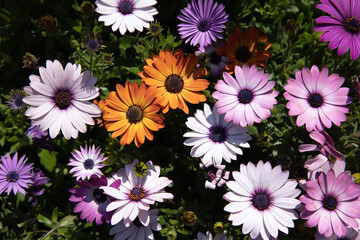 Beautifully blooming Dimorphoteca or African daisies in purple and orange colors - floral background.