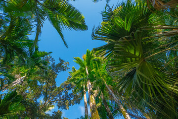 Grands palmiers vus du sol avec un ciel bleu.