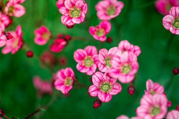 Fototapeta premium Saxifrage flowers plant in garden. Beautiful pink saxifrage closeup macro. Floral background of moss saxifrage in floral garden. Springtime with beautiful flowers in garden