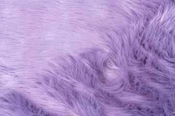 Purple fur texture top view. Purple or lilac sheepskin background. Fur pattern. Texture of lilac shaggy fur. Wool texture. Sheep fur close up