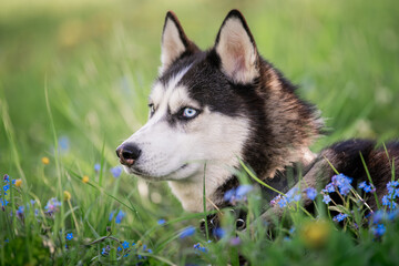 Funny dog. Portrait of a blue-eyed Siberian Husky cunningly looks to the side among forget-me-nots.