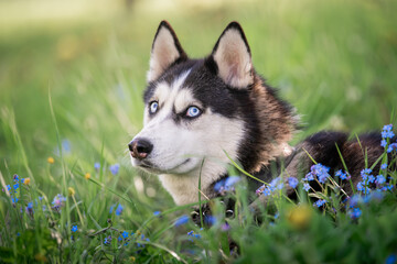 Naklejka na ściany i meble Funny dog. Portrait of a blue-eyed Siberian Husky cunningly looks to the side among forget-me-nots.
