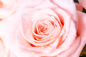 Fototapeta na wymiar Pink rose flower. Close up, macro picture.Fresh flower with drops.