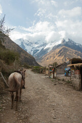 On the way to the trail of the Humantay lagoon in Peru, with a view of the mountains and a horse with saddle. 