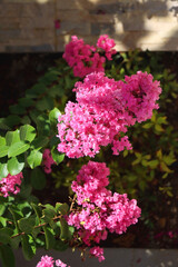 Obraz premium Vibrant pink flowers on Tuscarora Crape Myrtle tree in a garden. Selective focus.