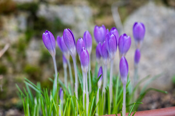 Purple flowers of Crocus tommasinianus plant with blurred background