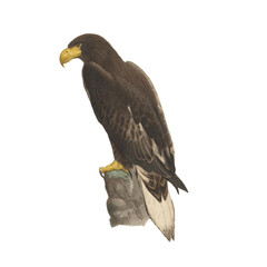 Botanical illustration of different types of birds