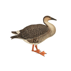 Botanical illustration of different types of birds