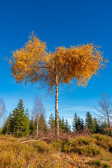 Golden birch tree in autumn against blue sky