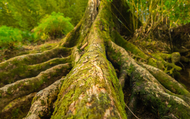 Racines en gros plan d'un arbre exotique dans une forêt tropicale. 
