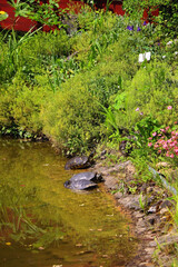Turtles in a pond. Selective focus.
