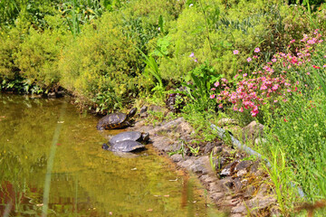 Turtles in a pond. Selective focus.