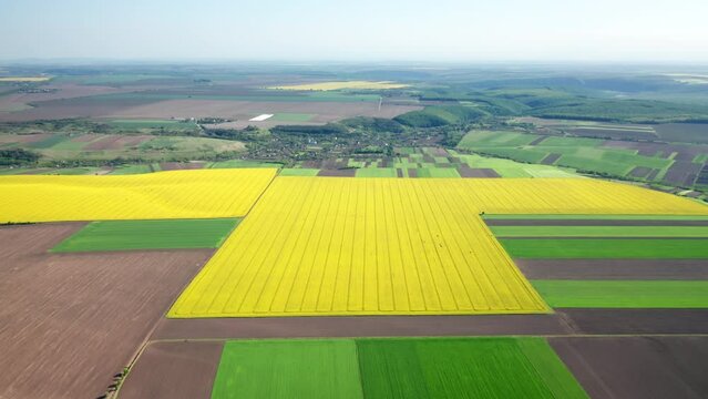 Beautiful natural landscape with organic crop for food and oil production. Aerial footage over neat fresh rows of vibrant yellow rapeseed rows. High quality 4k footage